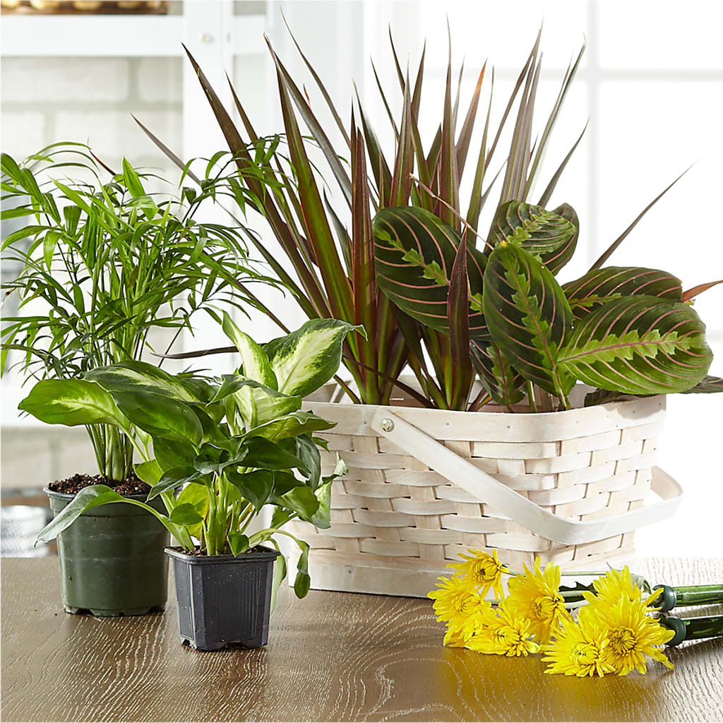 Florist Designed Blooming and Green Plants in a Basket – FRY'S, Tolleson AZ