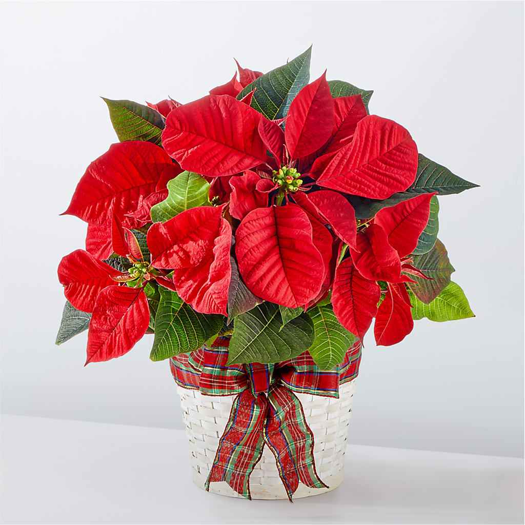 Happiest Holidays Poinsettia – FRY'S, Tolleson AZ