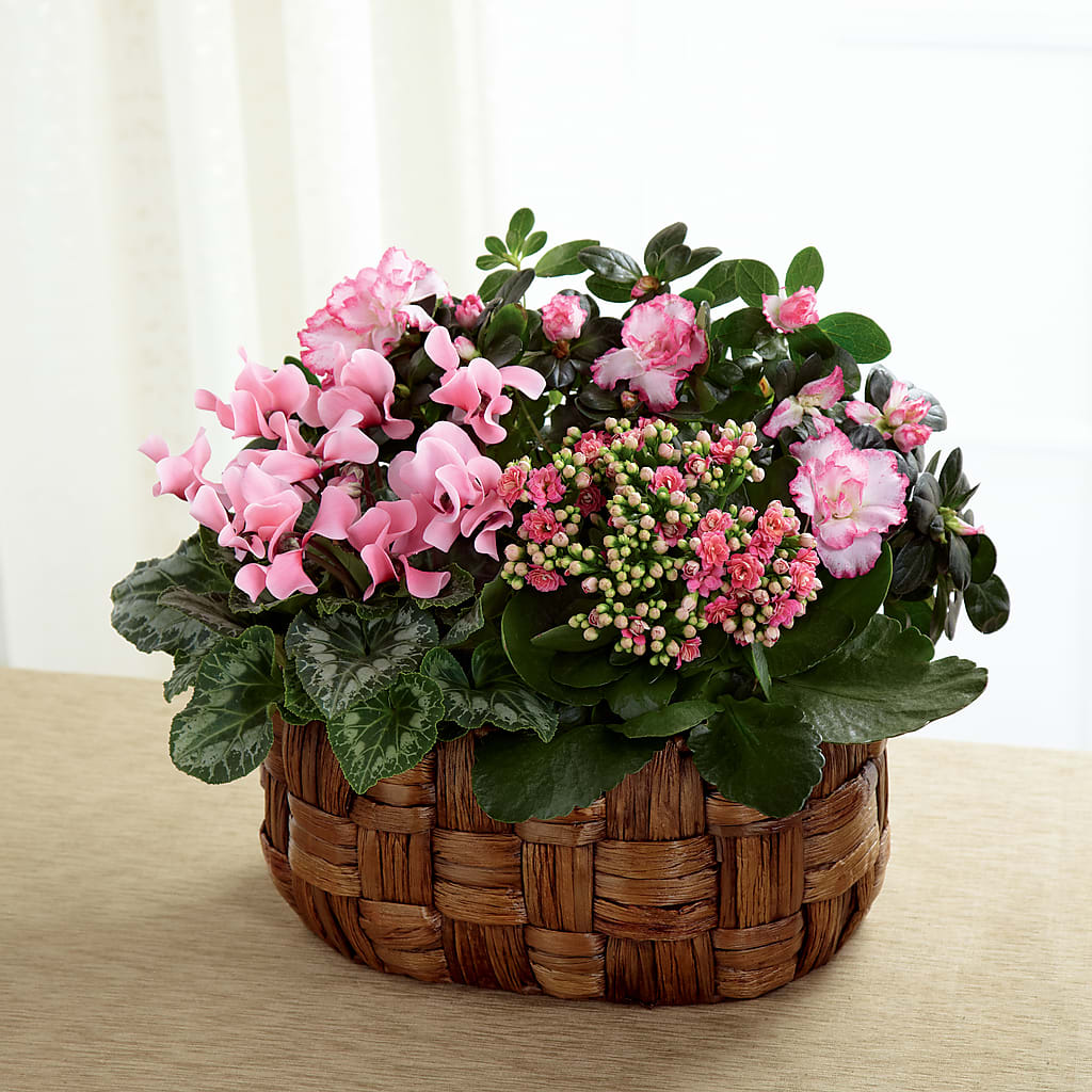 Pink Assortment – FRY'S, Tolleson AZ