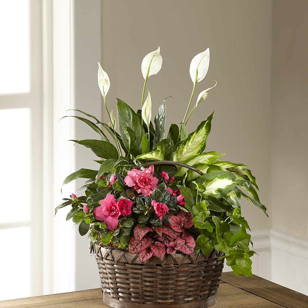 Dream in Pink Dishgarden – FRY'S, Tolleson AZ