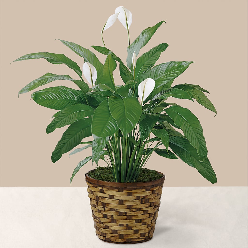 Tranquil Moments Peace Lily Plant – FRY'S, Tolleson AZ