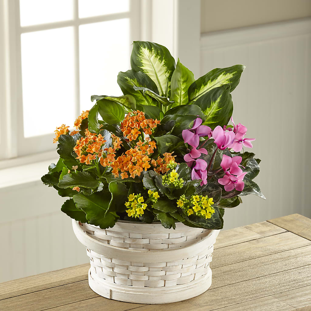 Color Crush Dishgarden – FRY'S, Tolleson AZ