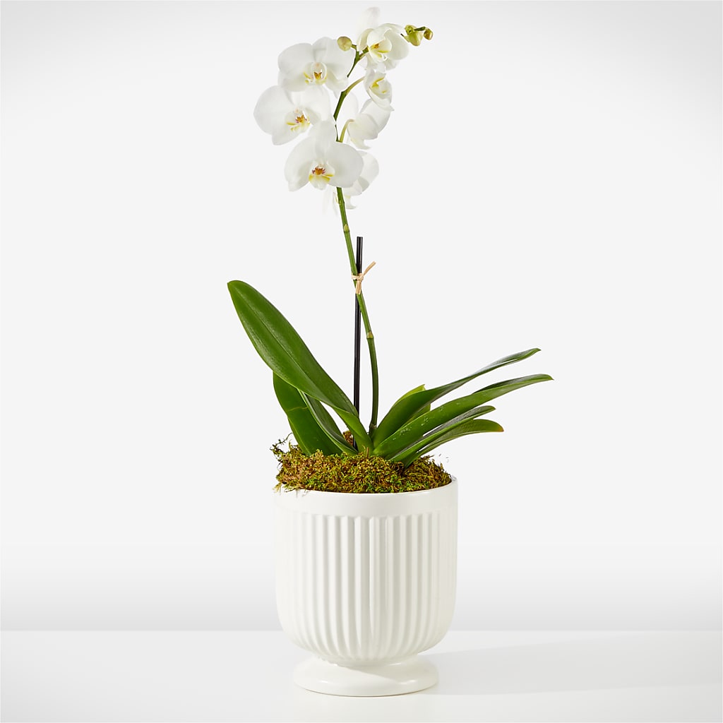 Whispering White Orchid – FRY'S, Tolleson AZ