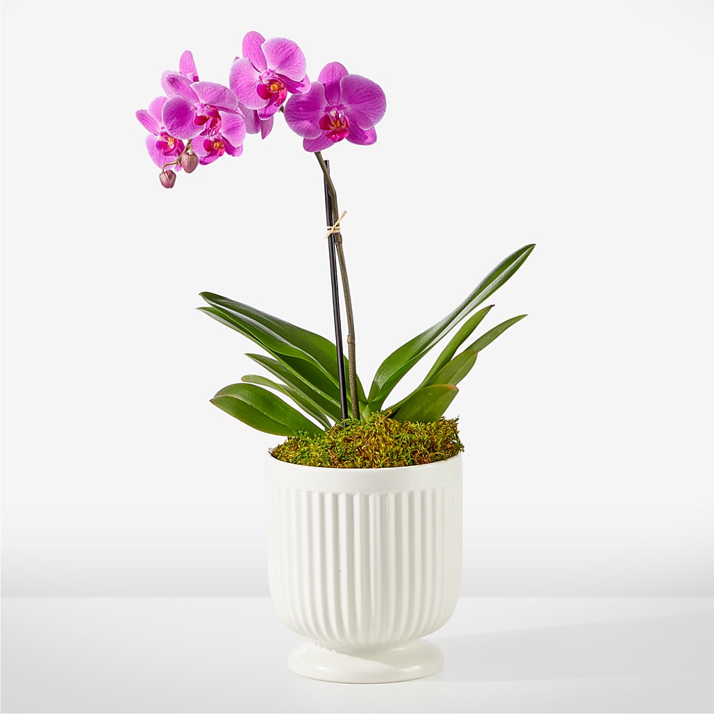 Friendly Fuchsia Orchid – FRY'S, Tolleson AZ