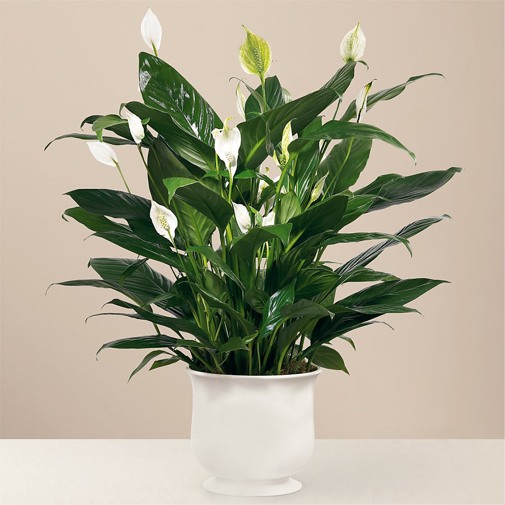 Comfort Planter – FRY'S, Tolleson AZ
