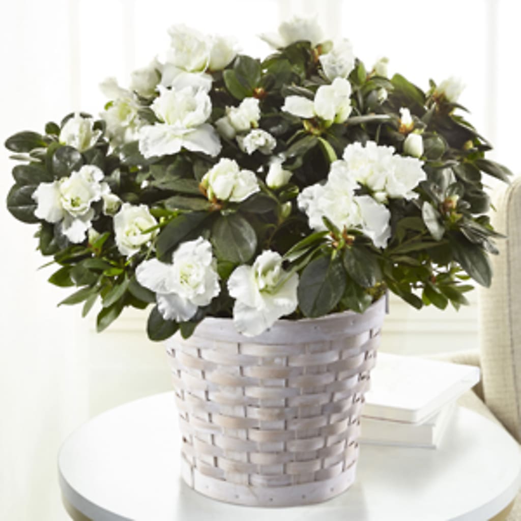 White Azalea Plant – FRY'S, Tolleson AZ