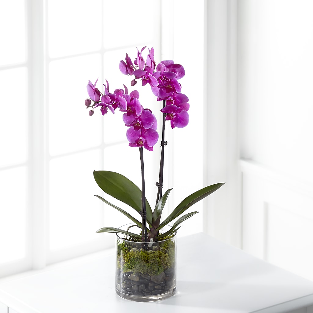 Pink Orchid Plant – FRY'S, Tolleson AZ