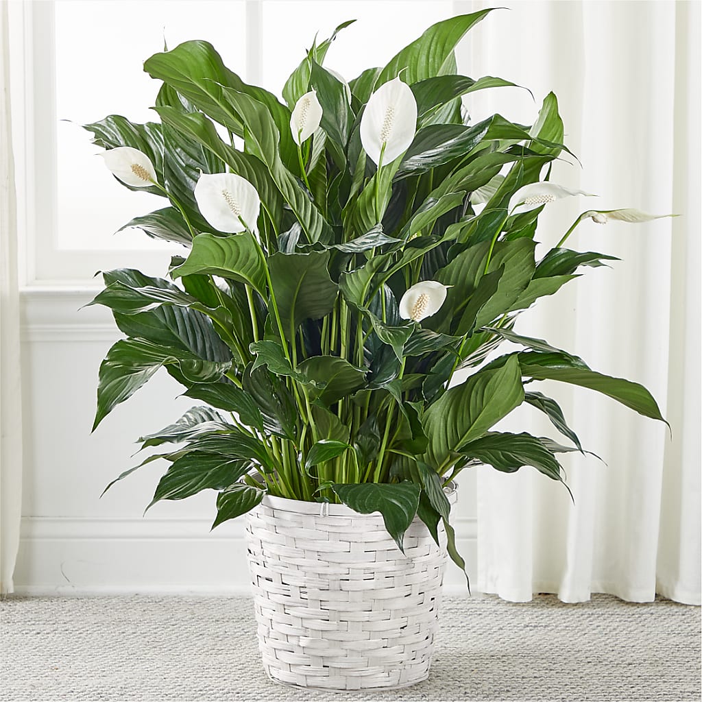 A New Leaf Peace Lily – FRY'S, Tolleson AZ