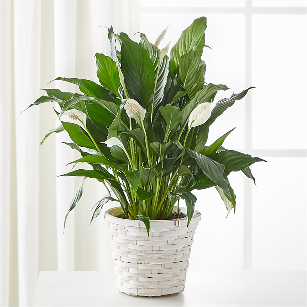 A New Leaf Peace Lily – FRY'S, Tolleson AZ