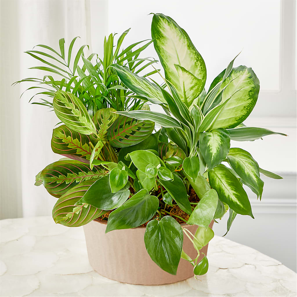 Balance & Harmony Dishgarden – FRY'S, Tolleson AZ