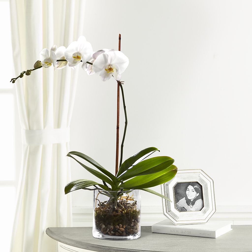 White Orchid Planter – FRY'S, Tolleson AZ