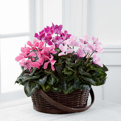 Mixed Cyclamen Planter – FRY'S, Tolleson AZ