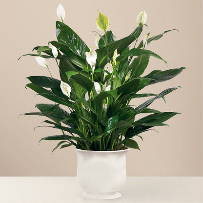 Comfort Planter – FRY'S, Tolleson AZ