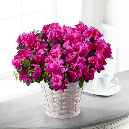Hope & Serenity Azalea Plant – FRY'S, Tolleson AZ