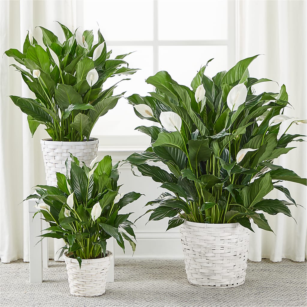 A New Leaf Peace Lily – FRY'S, Tolleson AZ