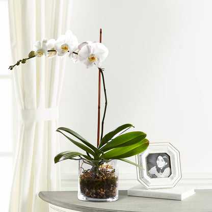 White Orchid Planter – FRY'S, Tolleson AZ