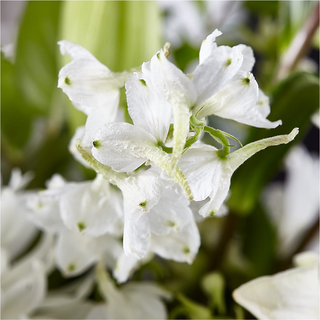 Classic Ivory – A Florist Original – FRY'S, Tolleson AZ
